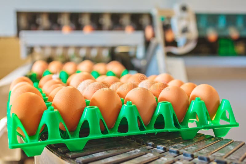 Conveyor belt transporting crates with fresh eggs on an organic chicken farm. Conveyor belt transporting crates with fresh eggs on an organic chicken farm