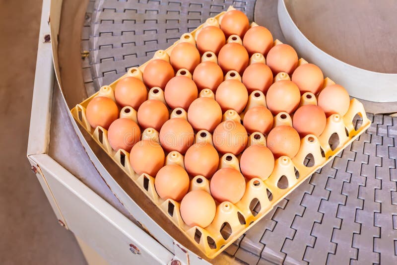 Conveyor belt transporting crates with fresh eggs on an organic chicken farm. Conveyor belt transporting crates with fresh eggs on an organic chicken farm