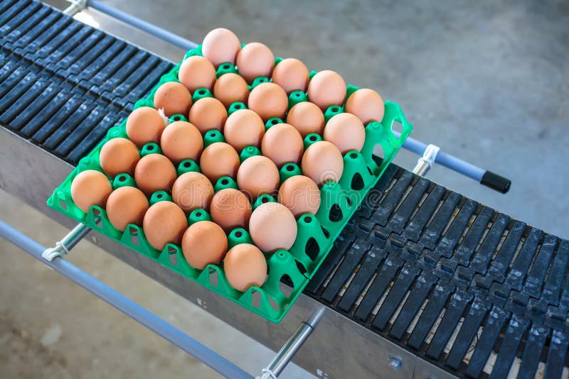 Conveyor belt transporting a crate with fresh eggs on an organic chicken farm. Conveyor belt transporting a crate with fresh eggs on an organic chicken farm
