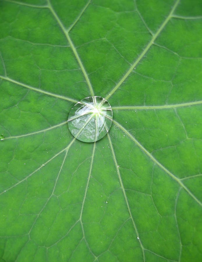 A dew droplet collected at the center of the Nasturtium leaf. Concept : fresh/hygiene/pure/calm. A dew droplet collected at the center of the Nasturtium leaf. Concept : fresh/hygiene/pure/calm.