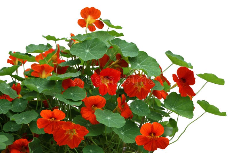 Nasturtium flower Plant