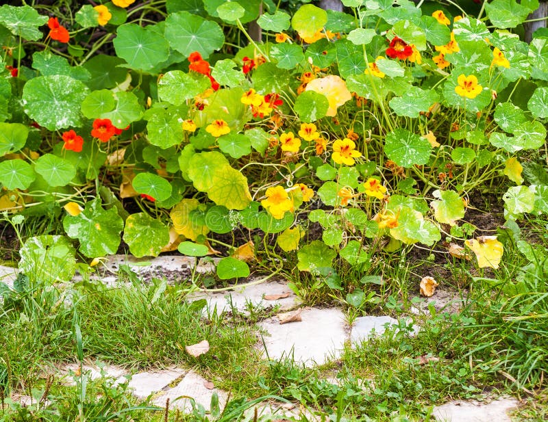 Flowers at overgrown garden royalty free stock photos