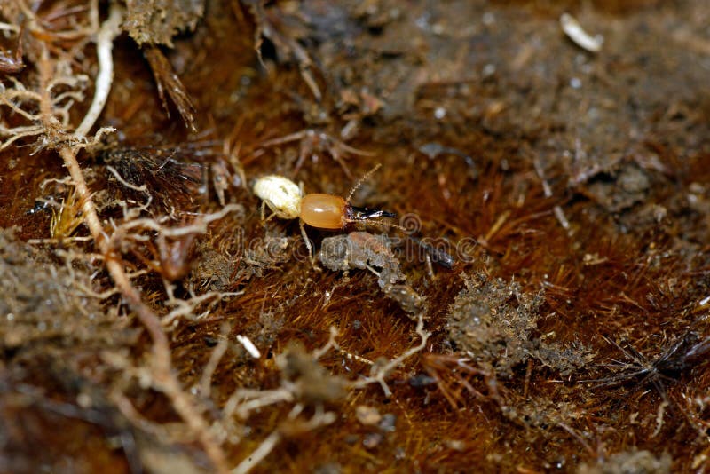 download grounded termite download grounded termite