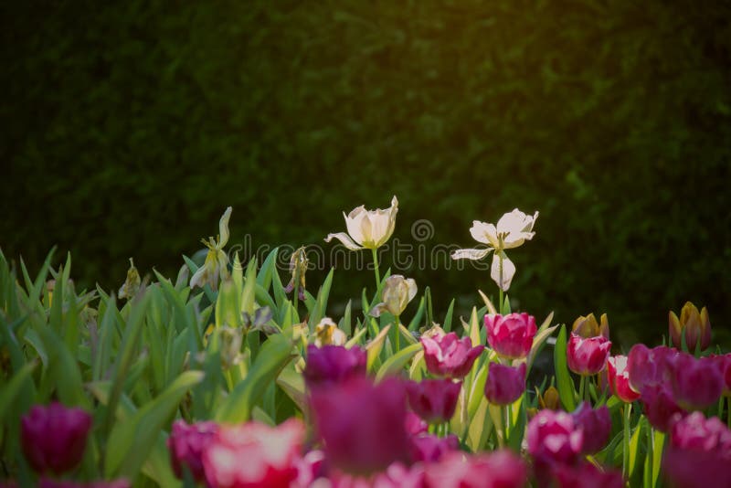 Nasłoneczneni dwa bielu tulipanów forestcent kwiaty na flowerbed przeciw ciemnozielonemu i czarnemu tłu z zamazanym purpurowym tu obrazy royalty free Nasłoneczneni dwa bielu tulipanów forestcent kwiaty na flowerbed przeciw ciemnozielonemu i czarnemu tłu z zamazanym purpurowym tu obrazy royalty free