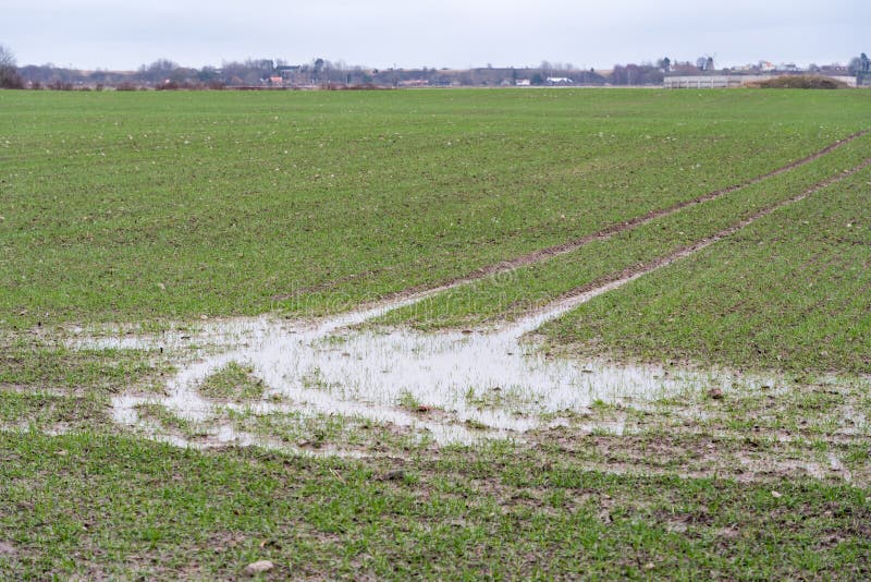 Pool of water in a wet green grain field. Pool of water in a wet green grain field