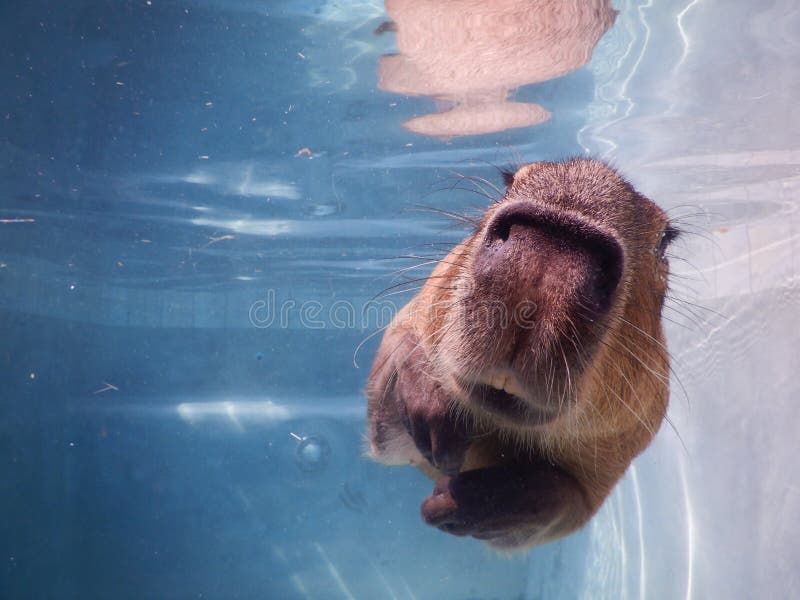 Natação de capybara imagem de stock. Imagem de mundo - 179043151