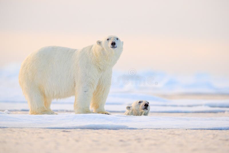 Nata??o do urso polar na ?gua Dois ursos que jogam no gelo de derivação com neve Animais brancos no habitat da natureza, Alaska