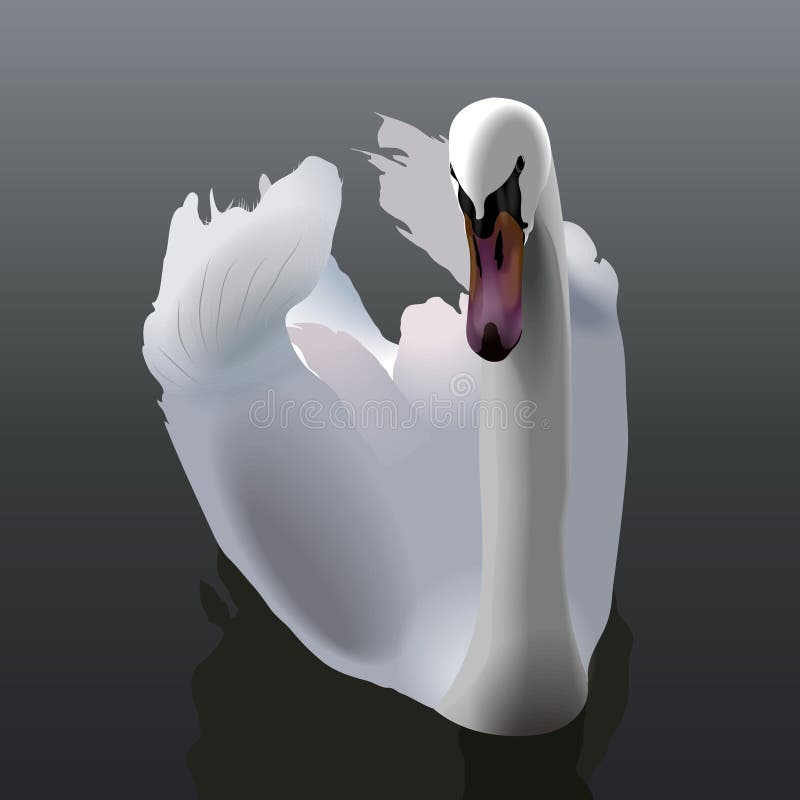 Natación blanca elegante del cisne en el agua libre illustration