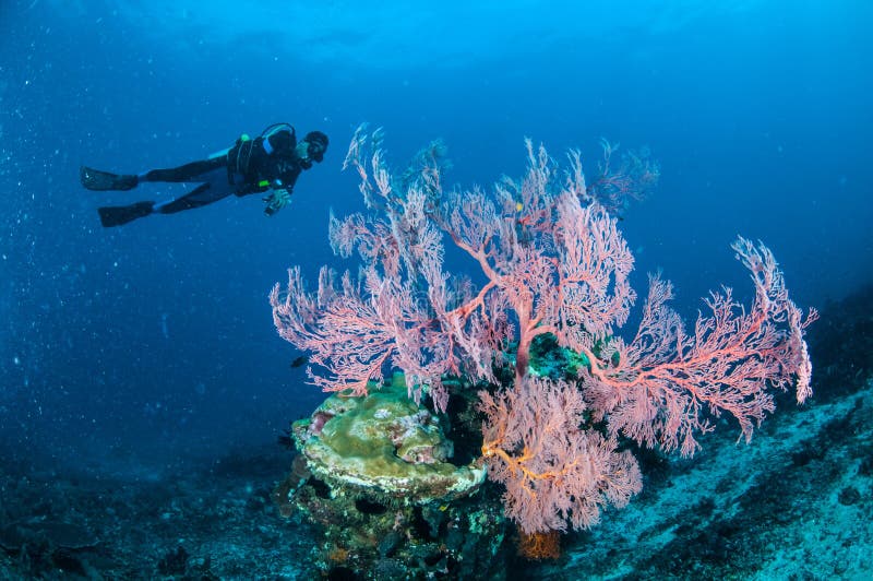 Natación del buceador, fan de mar Anella Mollis en Gili, Lombok, Nusa Tenggara Barat, foto subacuática de Indonesia foto de archivo Natación del buceador, fan de mar Anella Mollis en Gili, Lombok, Nusa Tenggara Barat, foto subacuática de Indonesia foto de archivo