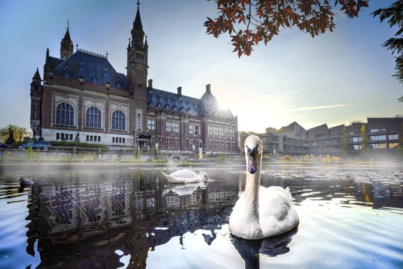 Natación del cisne en niebla del otoño Natación del cisne en niebla del otoño
