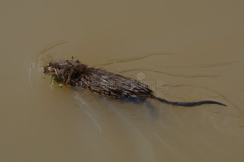 Natación del Muskrat en el lago imágenes de archivo libres de regalías Natación del Muskrat en el lago imágenes de archivo libres de regalías