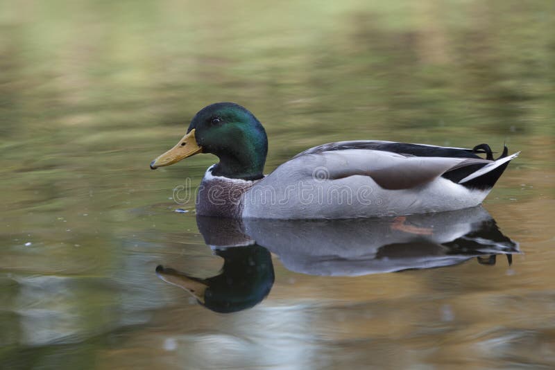 Natación del pato del pato silvestre en primer del agua fotografía de archivo libre de regalías Natación del pato del pato silvestre en primer del agua fotografía de archivo libre de regalías