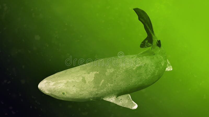 Natación del tiburón de Groenlandia, microcéfalo de Somniosus, tiburón con la vida útil sabida más larga de toda la especie verte