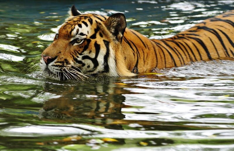 Bengal tiger swimming in a river. Bengal tiger swimming in a river