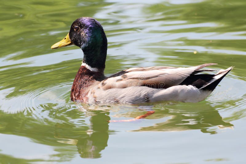 Natación masculina del pato del pato silvestre en el lago