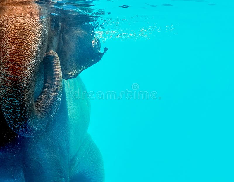 Natación salvaje del elefante en el agua foto de archivo Natación salvaje del elefante en el agua foto de archivo