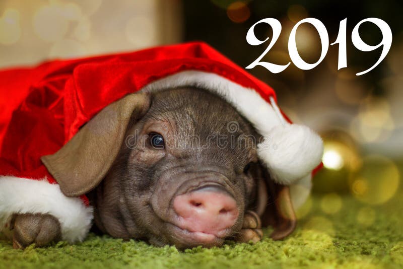 Natale e carta del buon anno con il maiale neonato sveglio di Santa in contenitore attuale di regalo Simbolo delle decorazioni de fotografia stock libera da diritti Natale e carta del buon anno con il maiale neonato sveglio di Santa in contenitore attuale di regalo Simbolo delle decorazioni de fotografia stock libera da diritti