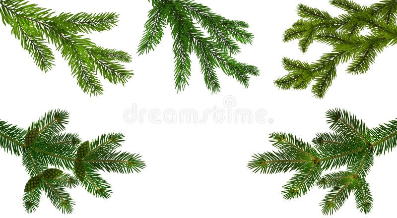 Natale, nuovo anno Metta dal ramo realistico verde cinque del primo piano del pino o dell'abete Ramificato fuori Isolato su bianc royalty illustrazione gratis Natale, nuovo anno Metta dal ramo realistico verde cinque del primo piano del pino o dell'abete Ramificato fuori Isolato su bianc royalty illustrazione gratis