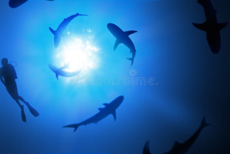 Natation avec des requins photographie stock libre de droits
