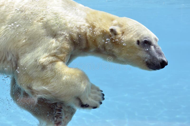 Natation d'ours blanc sous-marine photos stock