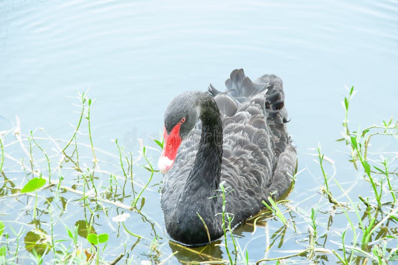 Natation de cygne noir dans le lac images stock Natation de cygne noir dans le lac images stock