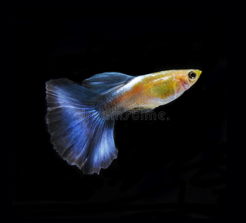 Natation de poissons d'animal familier de Guppy d'isolement image libre de droits Natation de poissons d'animal familier de Guppy d'isolement image libre de droits