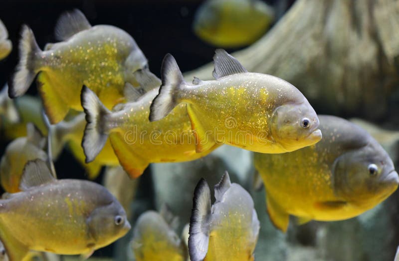Natation de poissons de piranha d'or image libre de droits Natation de poissons de piranha d'or image libre de droits