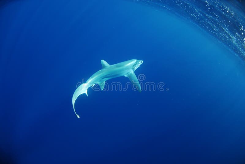 Natation de requin de batteuse de Bigeye dans l'océan photos libres de droits Natation de requin de batteuse de Bigeye dans l'océan photos libres de droits