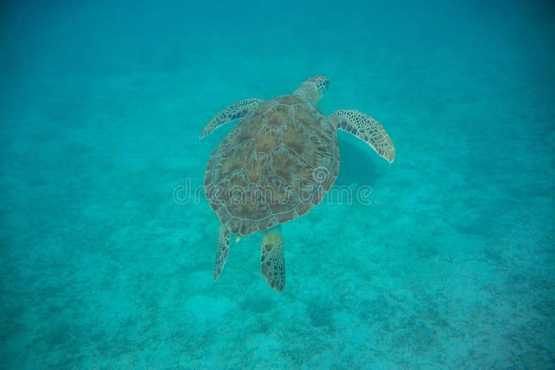 Natation de tortue de mer verte photos libres de droits Natation de tortue de mer verte photos libres de droits