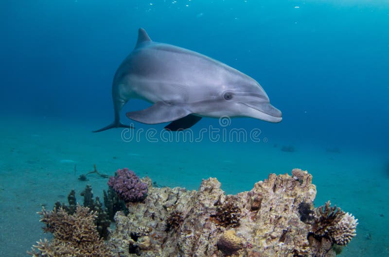 Natation espiègle de dauphin au-dessus de Coral Reef photographie stock libre de droits Natation espiègle de dauphin au-dessus de Coral Reef photographie stock libre de droits