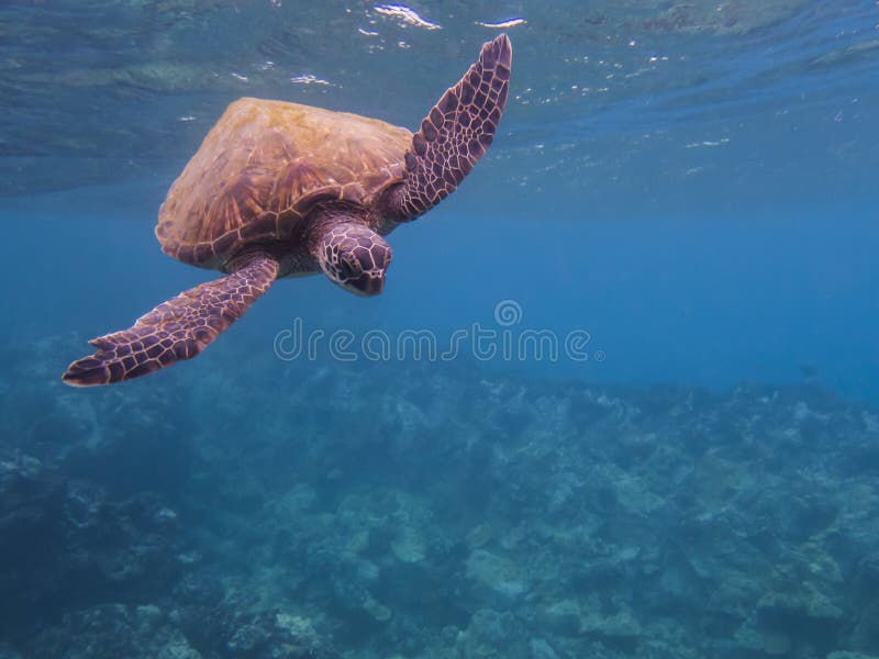 Natation hawaïenne de tortue de mer verte vers l'eau du fond de caméra avec l'espace de copie photo libre de droits Natation hawaïenne de tortue de mer verte vers l'eau du fond de caméra avec l'espace de copie photo libre de droits