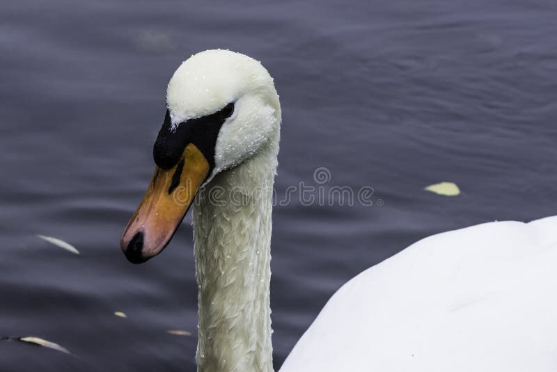 Natation sauvage de cygne images libres de droits Natation sauvage de cygne images libres de droits