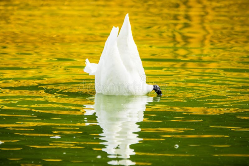 Natation sauvage de cygne dans l'étang photos libres de droits Natation sauvage de cygne dans l'étang photos libres de droits