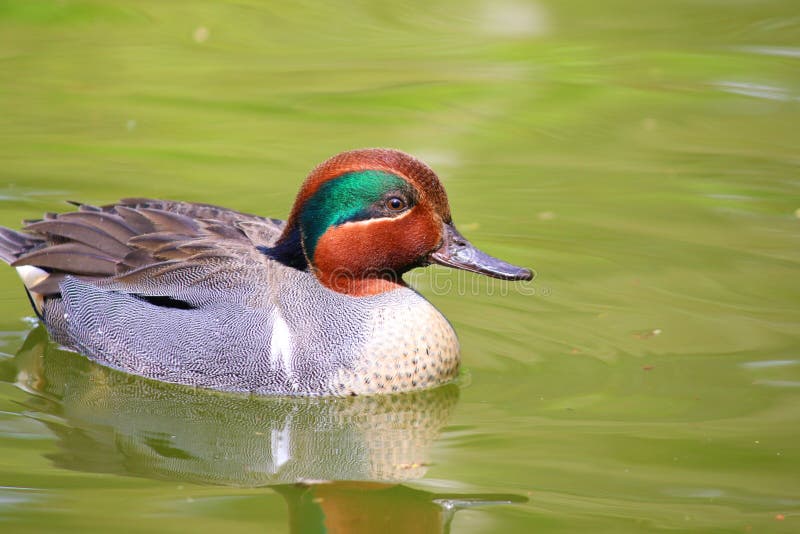 Natation viridipenne de Teal Duck images stock