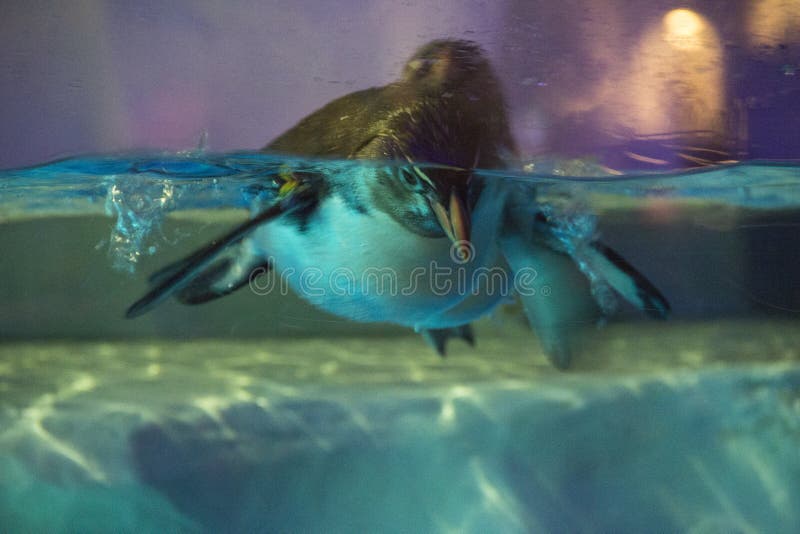 Natação de Pengiun em Hong Kong Ocean Park imagens de stock Natação de Pengiun em Hong Kong Ocean Park imagens de stock