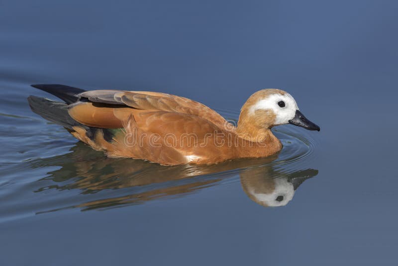 Natação de Ruddy Shelduck em uma lagoa fotos de stock Natação de Ruddy Shelduck em uma lagoa fotos de stock