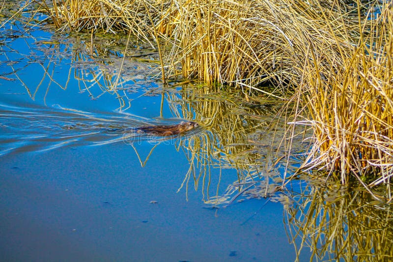 Natação do Muskrat em Frank Lake, Alberta, Canadá foto de stock Natação do Muskrat em Frank Lake, Alberta, Canadá foto de stock