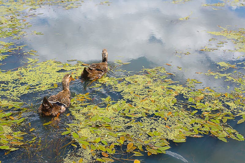 Natação do pato do pato selvagem de dois patos na lagoa foto de stock royalty free Natação do pato do pato selvagem de dois patos na lagoa foto de stock royalty free