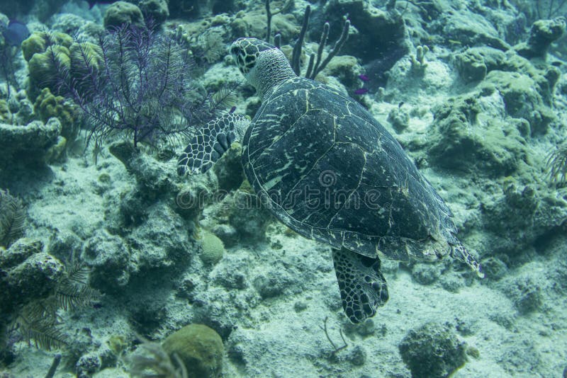 Natação subaquática da tartaruga acima do recife de corais nas Caraíbas imagem de stock Natação subaquática da tartaruga acima do recife de corais nas Caraíbas imagem de stock