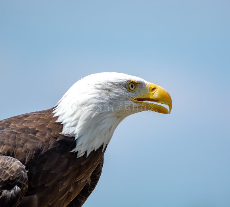 National Animal of USA White-tailed Big American Bald Eagle Bird Stock Photo - Image of europe, flight: 122529196 National Animal of USA White-tailed Big American Bald Eagle Bird Stock Photo - Image of europe, flight: 122529196