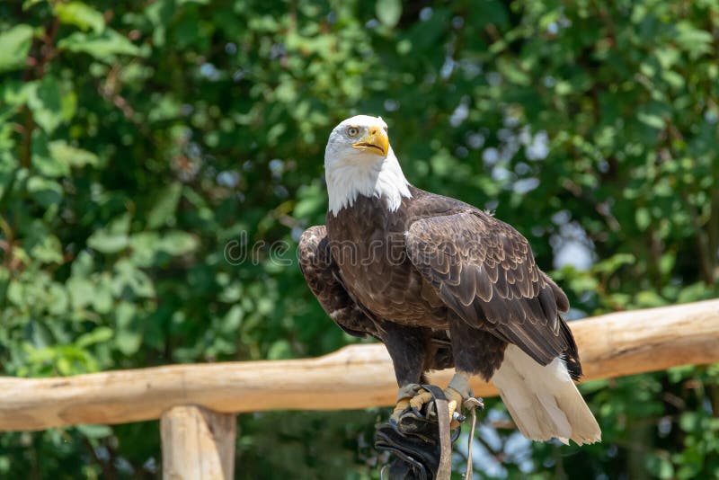 National Animal of USA White-tailed Big American Bald Eagle Bird Stock  Image - Image of great, alaska: 121527369