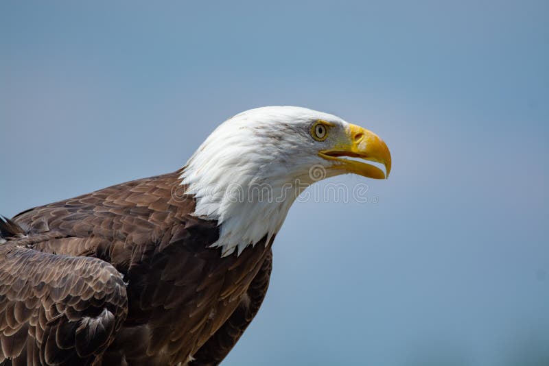 National Animal of USA White-tailed Big American Bald Eagle Bird Stock  Photo - Image of freedom, bald: 124770524