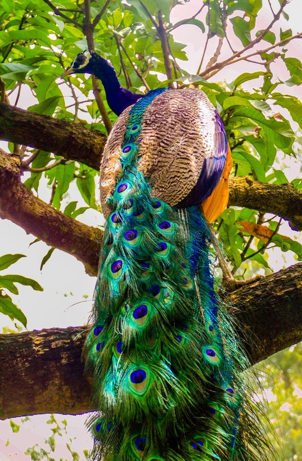 National Bird of India stock photo. Image of indian - 103793102 National Bird of India stock photo. Image of indian - 103793102