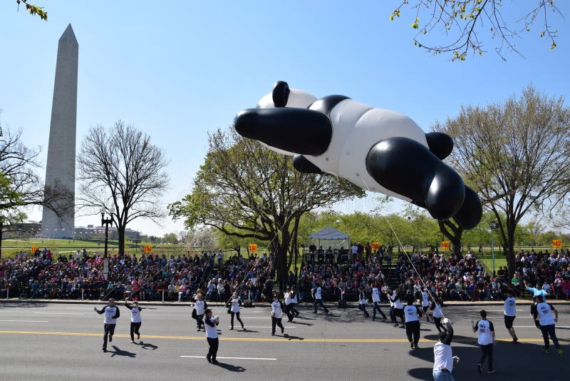 2016 National Cherry Blossom Parade in Washington DC Editorial Stock