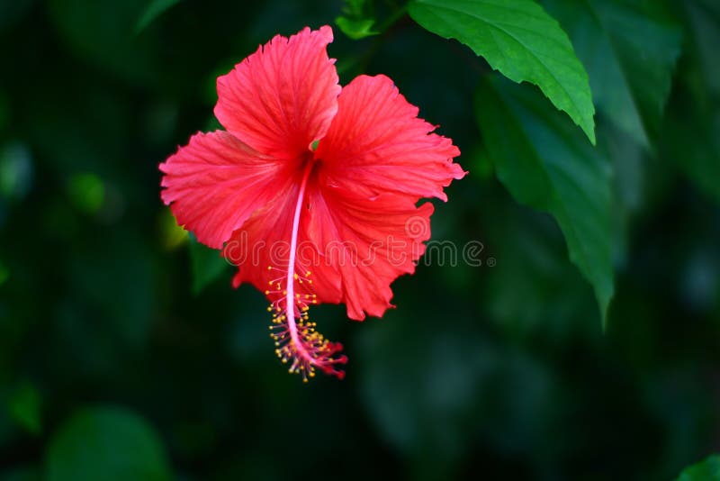 Bunga Raya, the National Flower of Malaysia Stock Image Image of flower, plant 102377385