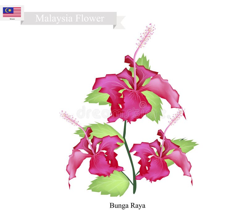 National Flower Of Malaysia Bunga Raya Or Hibiscus Flowers