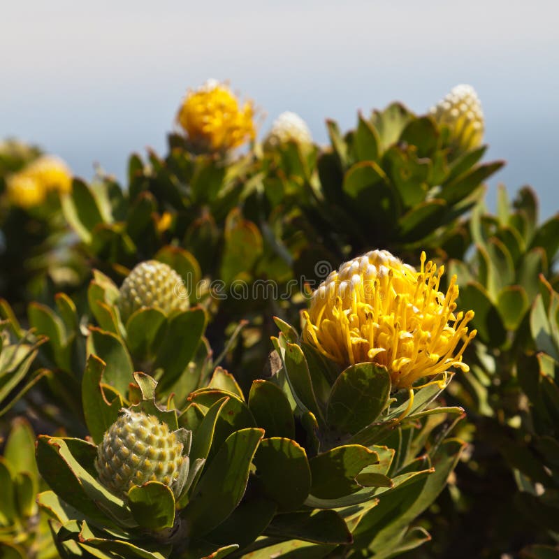 National Flower from South Africa Stock Image Image of yellow, bloom