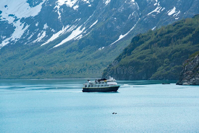 National Geographic havsfågel i glaciärfjärd royaltyfria foton National Geographic havsfågel i glaciärfjärd royaltyfria foton
