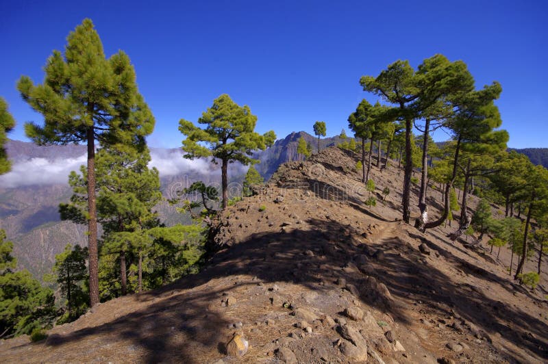 National Park way toi Pico Bejenado on the island La Palma, Canary Islands, Spain stock photos National Park way toi Pico Bejenado on the island La Palma, Canary Islands, Spain stock photos
