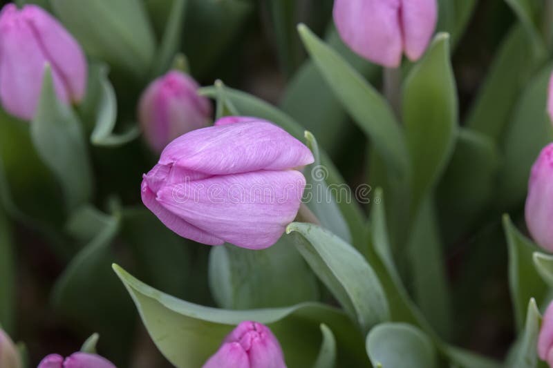 National Tulip Day at Amsterdam the Netherlands 2112023 Stock Image